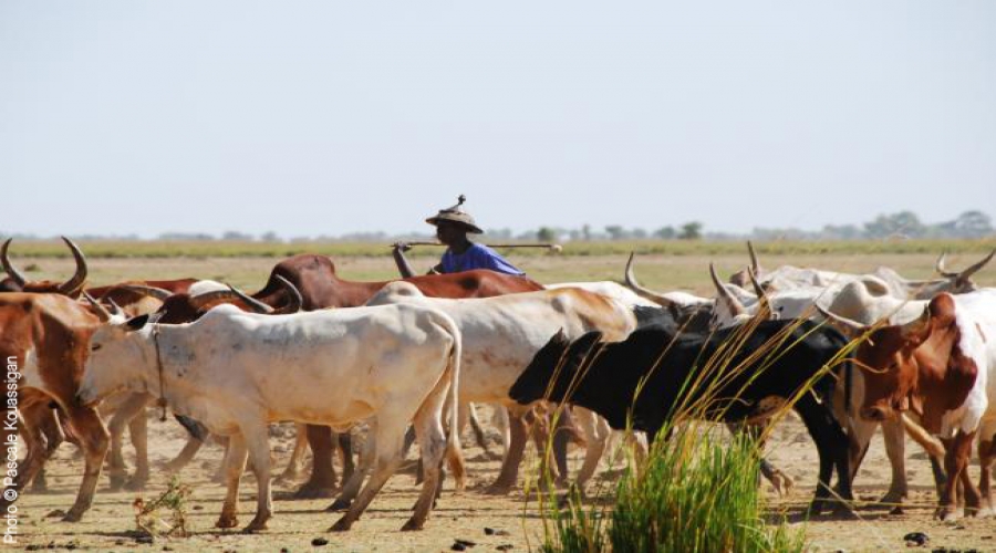 « LE DIAARROO » OU LA FETE DE LA VIANDE CHEZ LES ELEVEURS AU FOUTA TORO