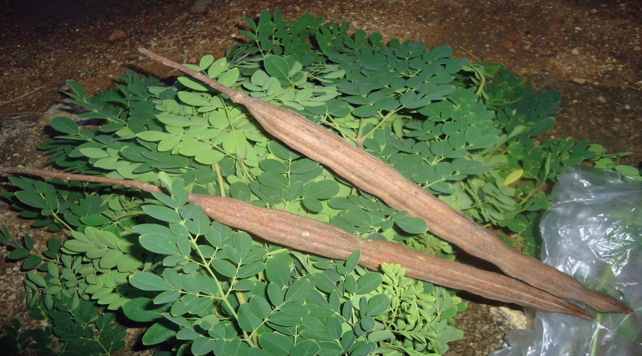 Le moringa ou Nebeday: Un arbre aux multiples vertus 
