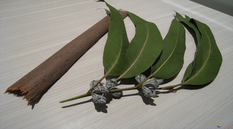 Se soigner avec la feuille d'eucalyptus